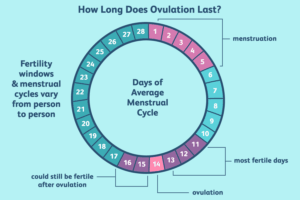  Understanding Ovulation Cycle and Early Pregnancy Signs