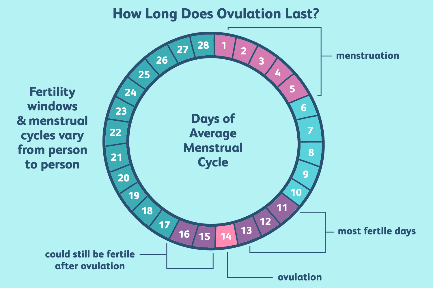Understanding Ovulation Cycle and Early Pregnancy Signs